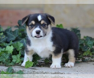 Pembroke Welsh Corgi Puppy for Sale in LIBERTY, Kentucky USA