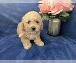 Small Photo #25 Poodle (Toy) Puppy For Sale in SAFFORD, AZ, USA