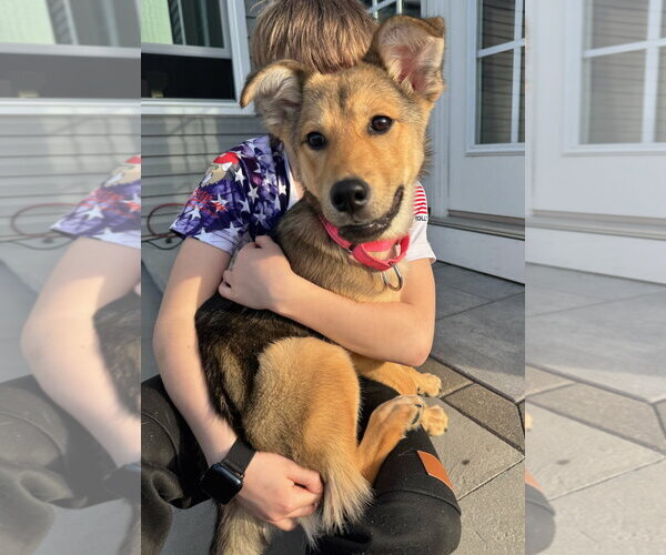Medium Photo #3 Golden Retriever-Unknown Mix Puppy For Sale in GILBERTS, IL, USA