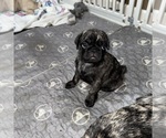 Small Photo #43 Pug Puppy For Sale in TROY, MO, USA