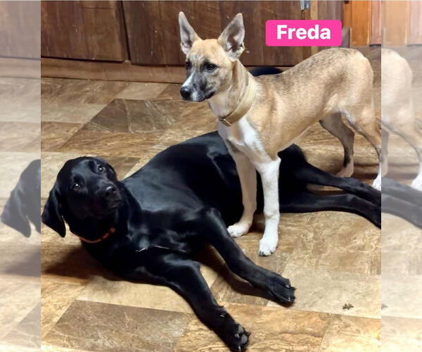 Medium Photo #9 Black Mouth Cur-German Shepherd Dog Mix Puppy For Sale in Alexander, AR, USA