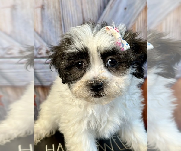 Medium Photo #1 Shih Tzu Puppy For Sale in ELMHURST, IL, USA