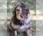Small Photo #3 Goldendoodle Puppy For Sale in HOWARD CITY, MI, USA