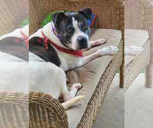 Bullboxer Pit Dogs for adoption in Newfoundland, PA, USA