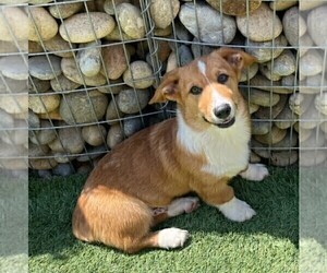 Pembroke Welsh Corgi Puppy for sale in BEAUMONT, CA, USA