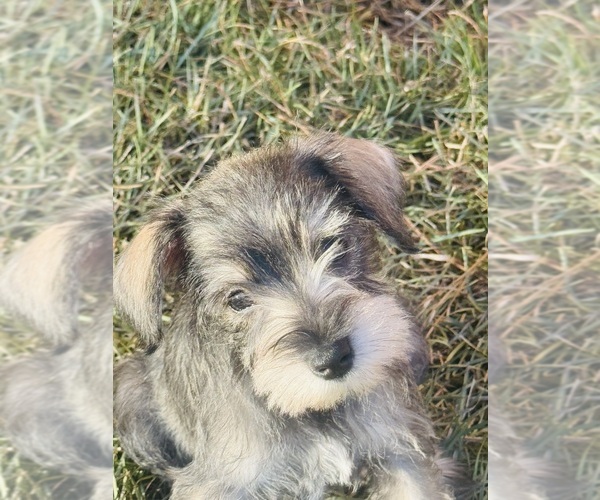 Medium Photo #4 Schnauzer (Miniature) Puppy For Sale in AUGUSTA, GA, USA