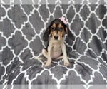 Small #5 Black Mouth Cur-Treeing Walker Coonhound Mix