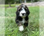 Puppy Apollo Bernedoodle