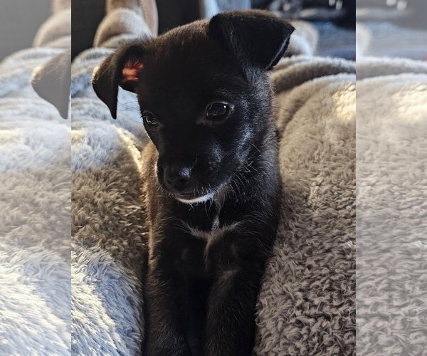 Medium Photo #5 Chihuahua-Unknown Mix Puppy For Sale in Corona, CA, USA