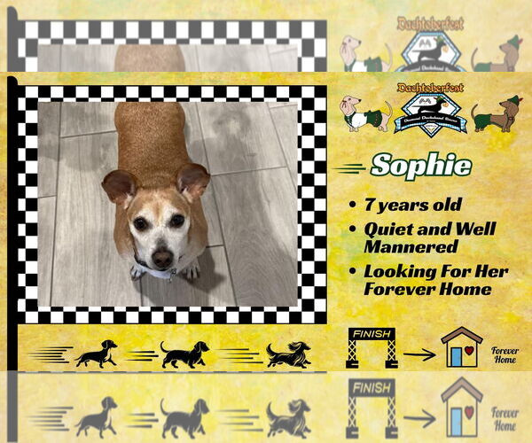 Medium Photo #8 Chiweenie Puppy For Sale in San Antonio, TX, USA