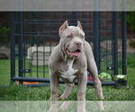 Small Photo #11 American Bully Puppy For Sale in BOLIVAR, MO, USA