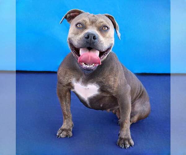 Medium Photo #2 Mutt Puppy For Sale in Pasadena, CA, USA