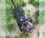 Small #4 Rottweiler Mix