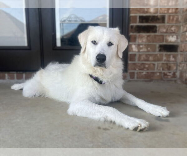 Medium Photo #13 Great Pyrenees Puppy For Sale in Dallas, TX, USA