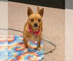 Small #4 Chihuahua Mix