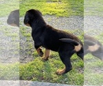 Small Photo #9 Rottweiler Puppy For Sale in LOUISVILLE, KY, USA