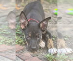 Skweekers - Male Labrador Retriever-Unknown Mix Dog for Adoption - Small photo