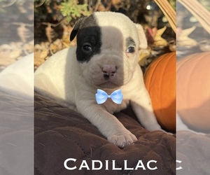 Medium American Bulldog