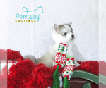 Small Photo #2 Pomsky Puppy For Sale in WEST PALM BCH, FL, USA
