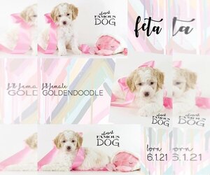 Goldendoodle Puppy for sale in SPRING BRANCH, TX, USA