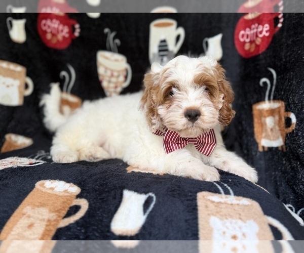 Medium Photo #5 Goldendoodle (Miniature) Puppy For Sale in LAKELAND, FL, USA
