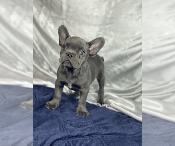 Medium Photo #5 French Bulldog Puppy For Sale in BELLE MEAD, NJ, USA