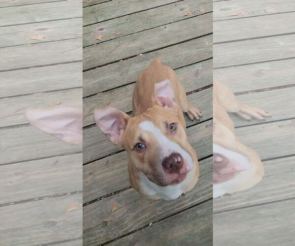 Medium Photo #7 Mutt Puppy For Sale in Murfreesboro, NC, USA