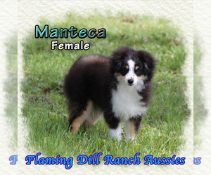 Dachshund Puppy for sale in FORESTBURG, TX, USA
