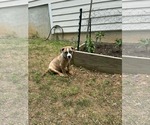 Small #4 Boxer-Staffordshire Bull Terrier Mix