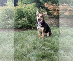 Small #17 Welsh Corgi Mix