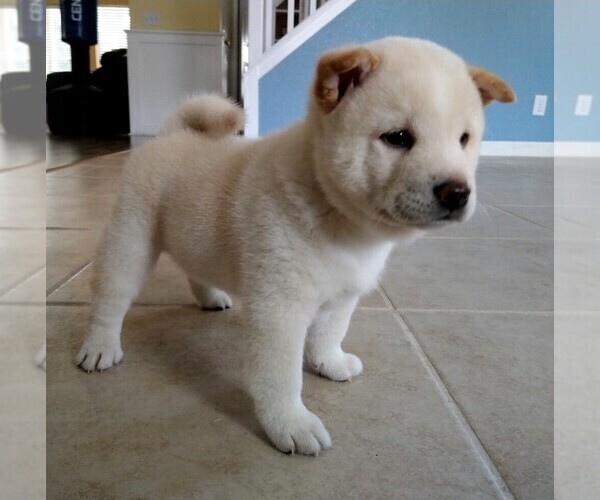 Medium Photo #3 Shiba Inu Puppy For Sale in RIVERSIDE, CA, USA