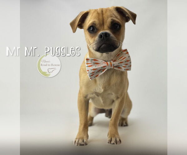 Medium Photo #3 Pug-Unknown Mix Puppy For Sale in Benton, LA, USA