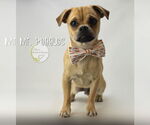 Small #2 Pug Mix