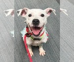Small #3 Jack Russell Terrier Mix