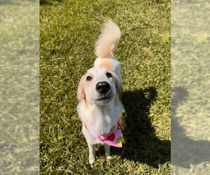 Great Pyrenees-Unknown Mix Dogs for adoption in Dallas, TX, USA