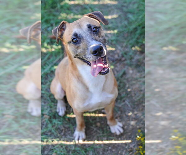 Medium Photo #3 Labrador Retriever Puppy For Sale in Jackson, MS, USA