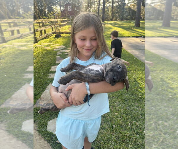 Medium Photo #3 American Pit Bull Terrier-Chihuahua Mix Puppy For Sale in Brewster, NY, USA