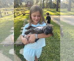 Small #2 American Pit Bull Terrier-Chihuahua Mix