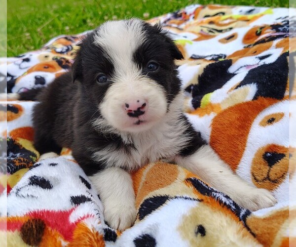 Medium Photo #106 Border Collie Puppy For Sale in NORBORNE, MO, USA