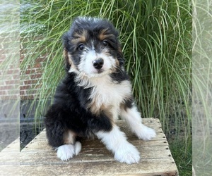 Bernedoodle (Miniature) Dog for Adoption in MIDDLEBURY, Indiana USA