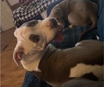 Small #4 American Pit Bull Terrier-American Staffordshire Terrier Mix