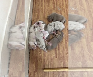 American Bully Puppy for sale in Al Hadd, Muharraq, Bahrain