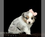 Small #2 Miniature American Shepherd-Miniature Australian Shepherd Mix