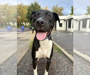 Rhamona - Female Labrador Retriever-Unknown Mix Dog for Adoption