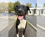 Rhamona - Female Labrador Retriever-Unknown Mix Dog for Adoption - Small photo