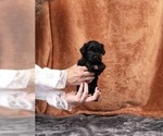 Puppy Junie Yorkipoo
