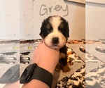 Puppy Maverick Bernese Mountain Dog