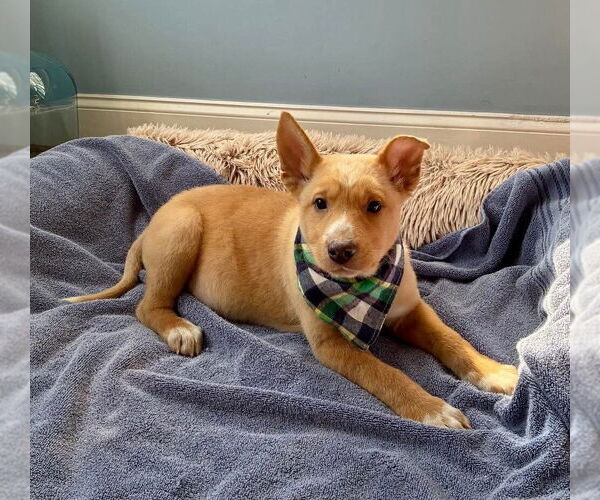 Medium Photo #6 Labrador Retriever-Unknown Mix Puppy For Sale in New York, NY, USA