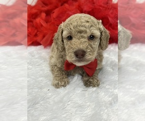 Bernedoodle (Miniature) Puppy for sale in BULLARD, TX, USA