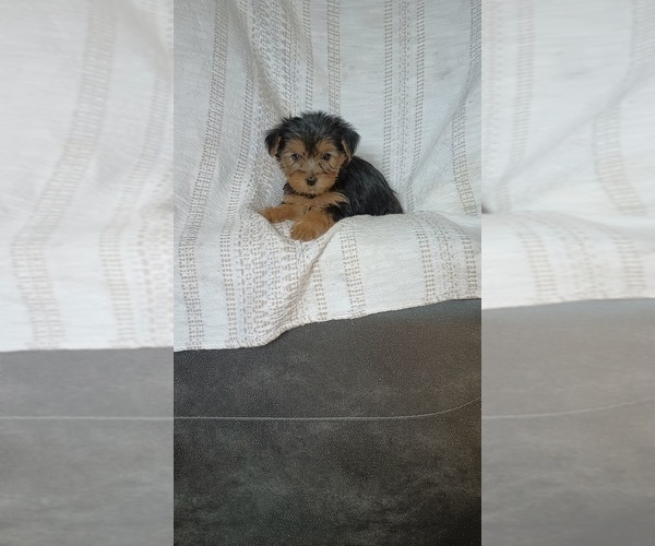Medium Photo #28 Yorkshire Terrier Puppy For Sale in BENSON, NC, USA